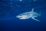 Mako shark underwater