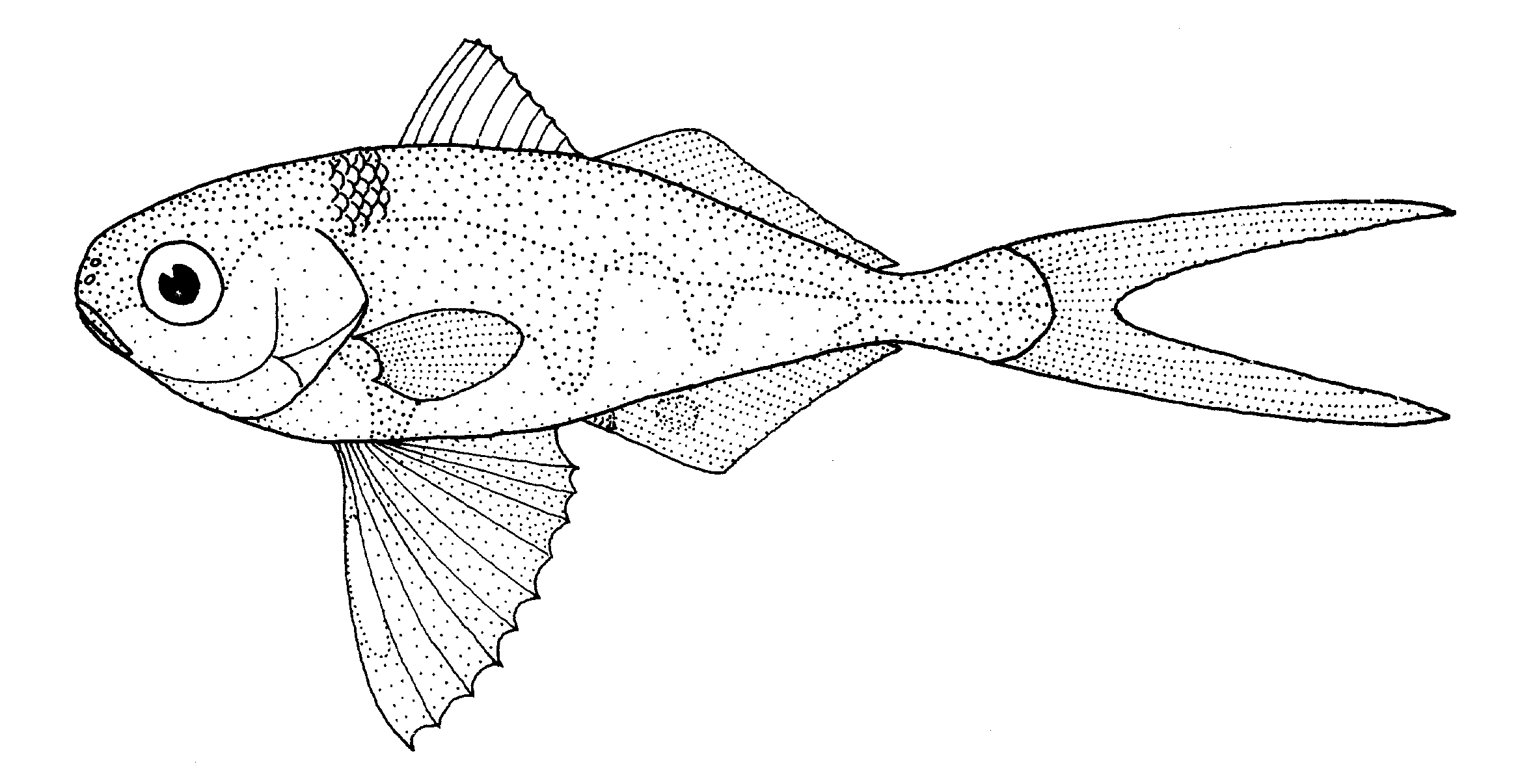 Man-of-war fish wallpaper