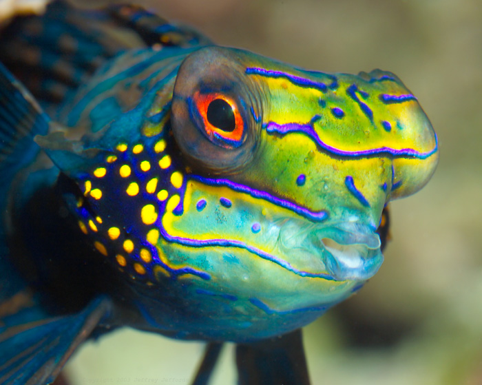 mandarin-fish-face-pic фото