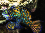 Mandarin fish