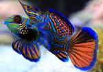 Mandarin fish swims