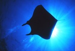 Manta Ray on sun