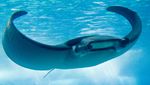 Manta Ray swims