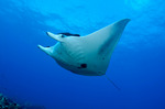 Manta Ray underwater