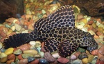 Marble Plecostomus