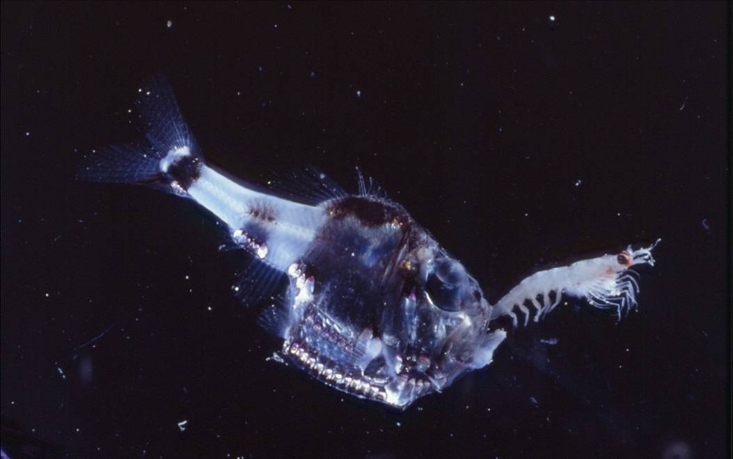 Marine hatchetfish wallpaper