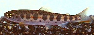Masu salmon wallpaper