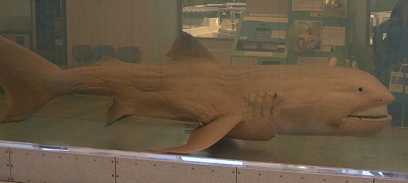 Megamouth shark wallpaper