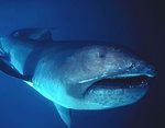 Megamouth shark