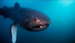 Megamouth shark swims