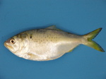 Рыба менхаден