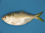 Menhaden