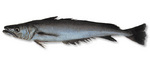 Merluccid hake