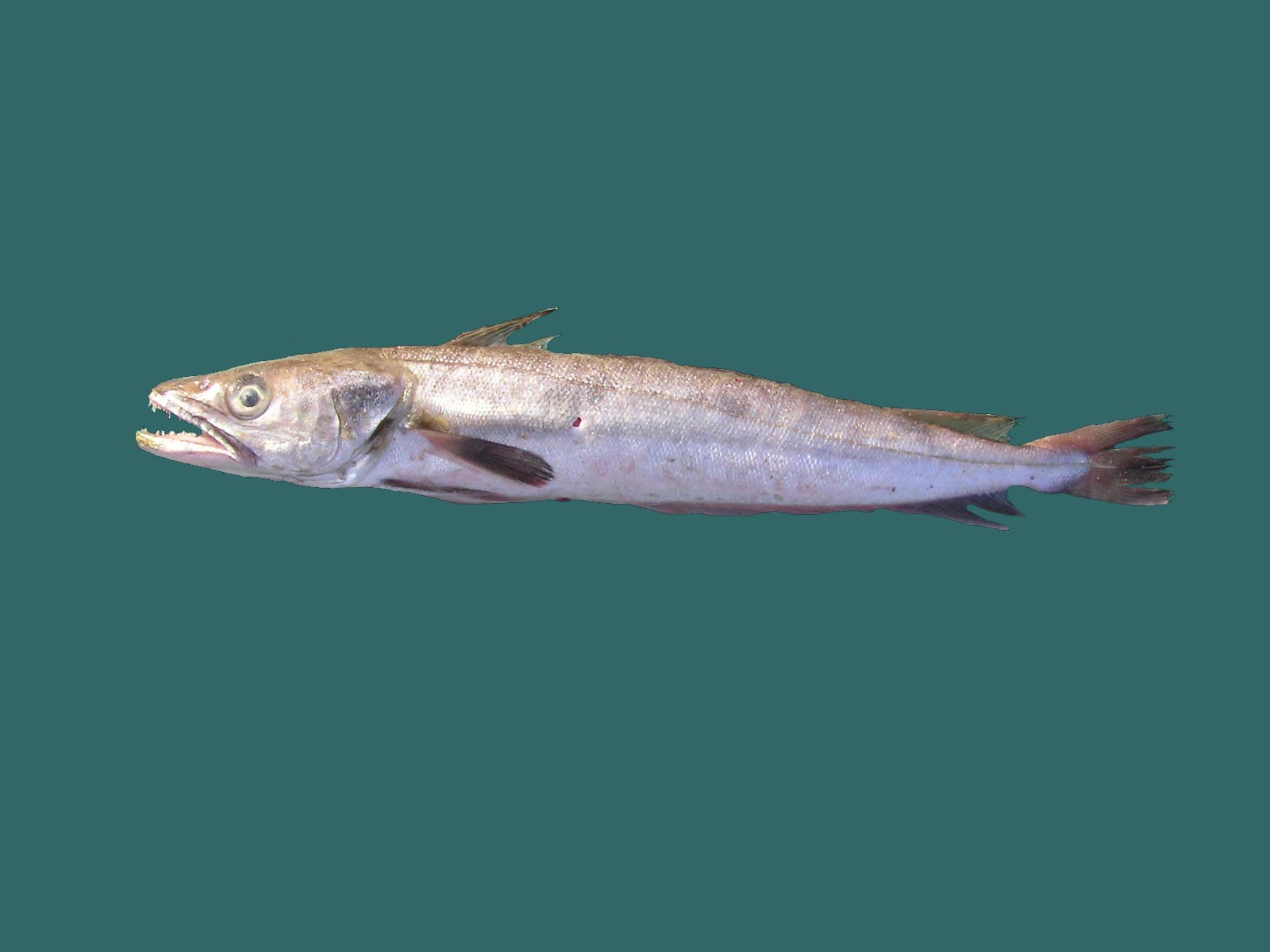 Merluccid hake swims wallpaper