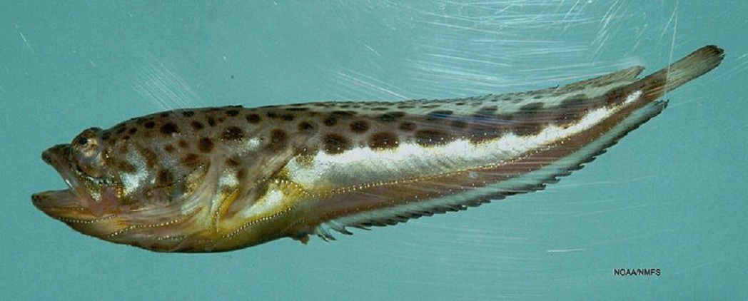 Рыба-гардемарин  фото