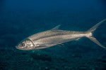 Milkfish in ocean