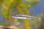 Minnow in aquarium