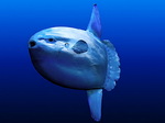 Mola