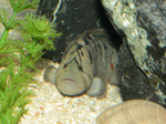 Monkeyface prickleback in zoo