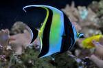 Moorish idol in sea