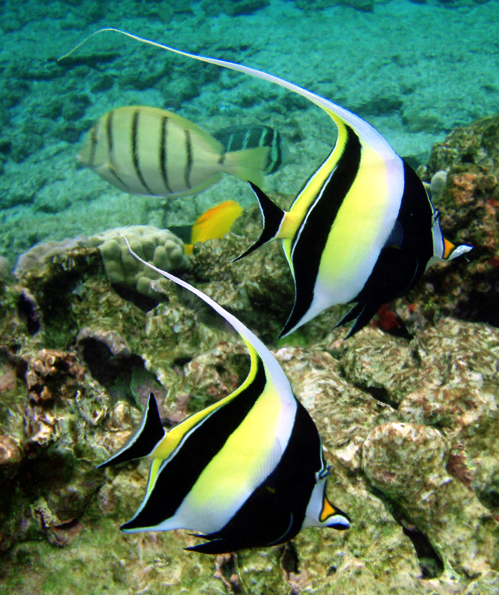 Moorish idol wallpaper