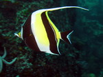 Moorish idol swims