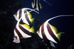 Moorish idols