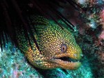 Moray eel lurking