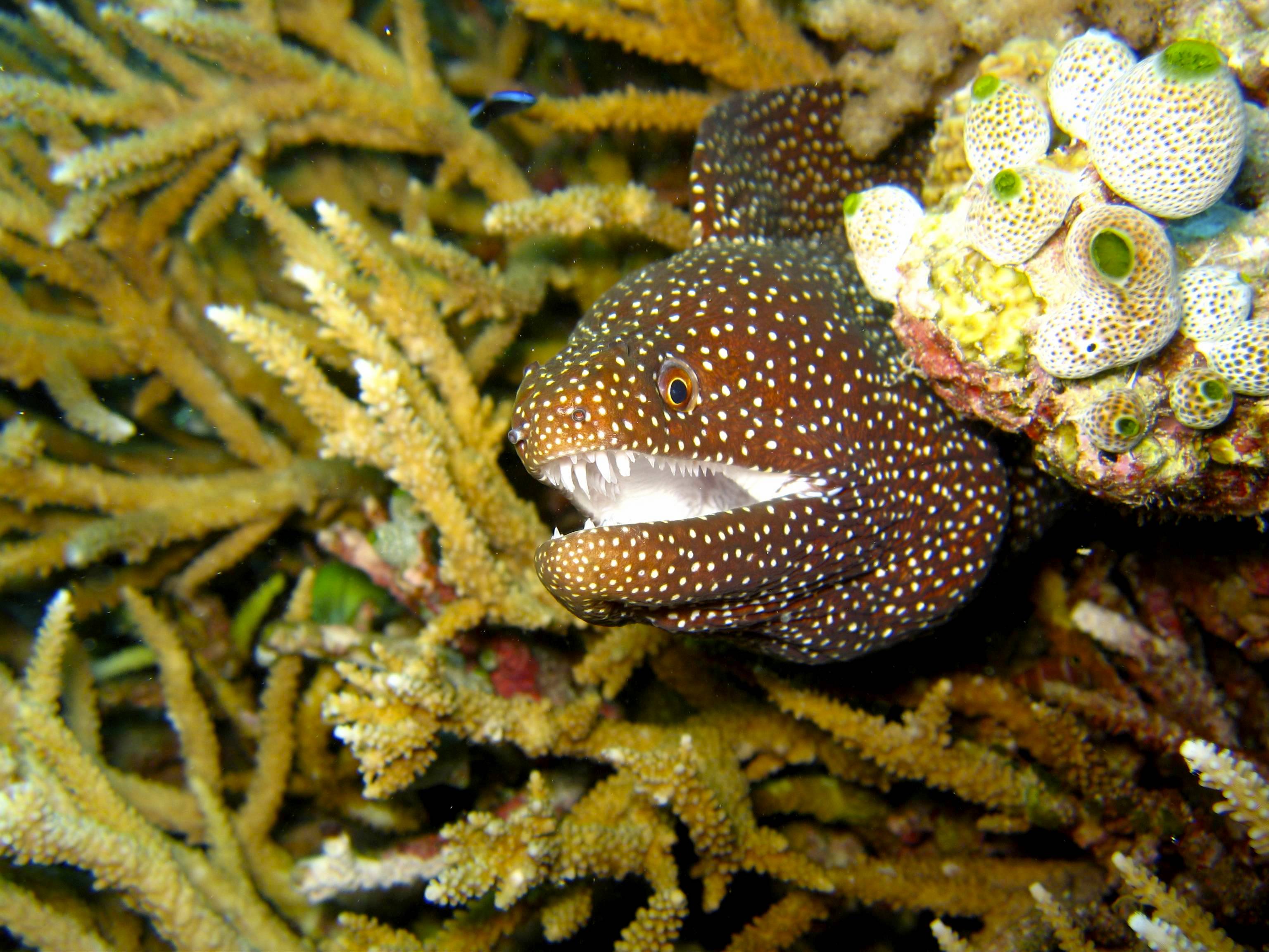 Moray eel wallpaper