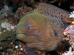 Moray eel swims