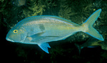 Morwong swims