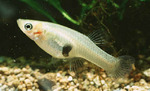 Mosquitofish in aquarium