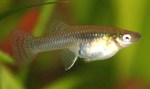 Mosquitofish siwms