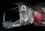 Mouth pacific viperfish