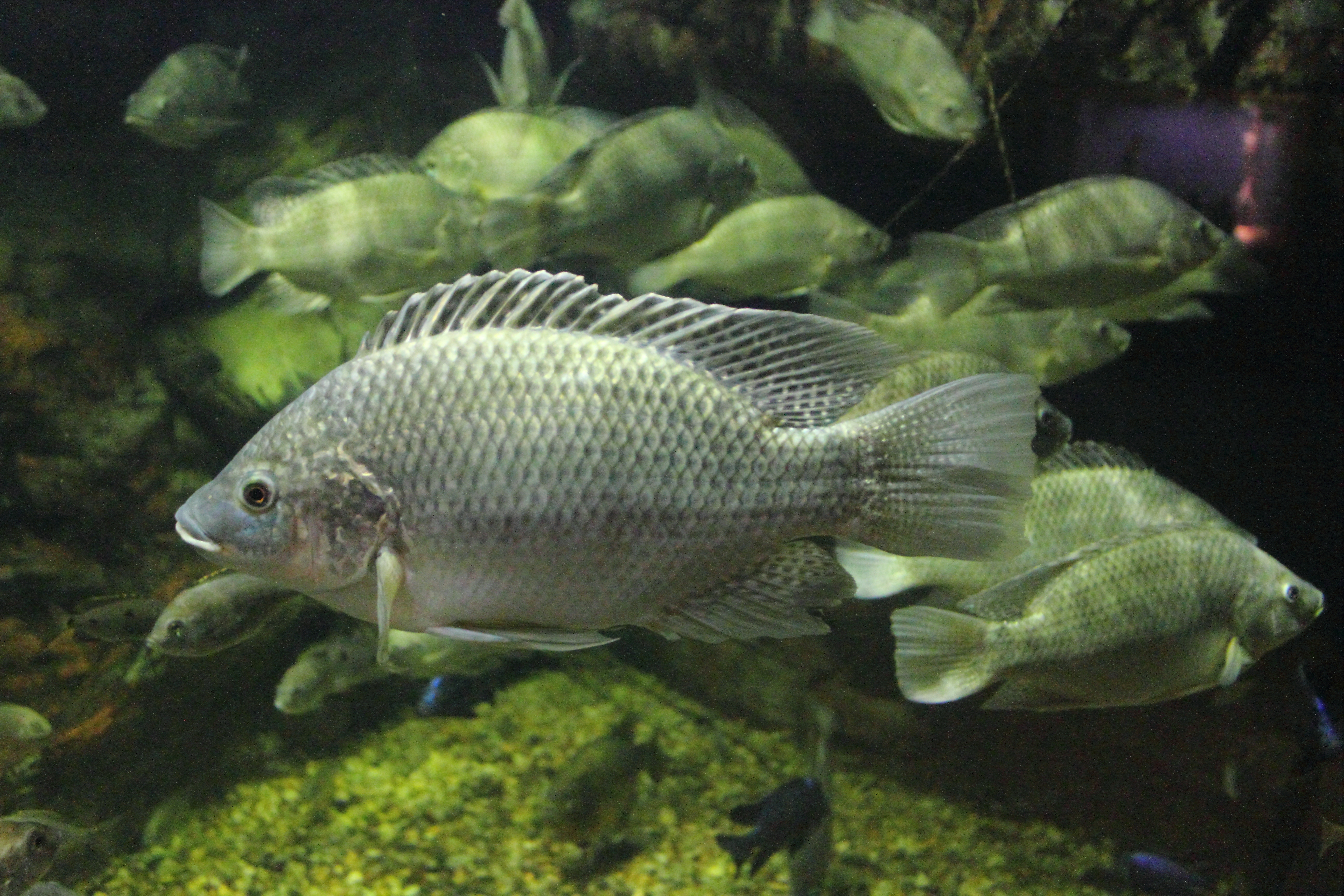 Mozambique tilapia wallpaper