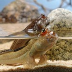 Mudskipper in aquarium