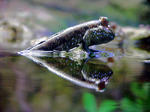 Mudskipper on surface