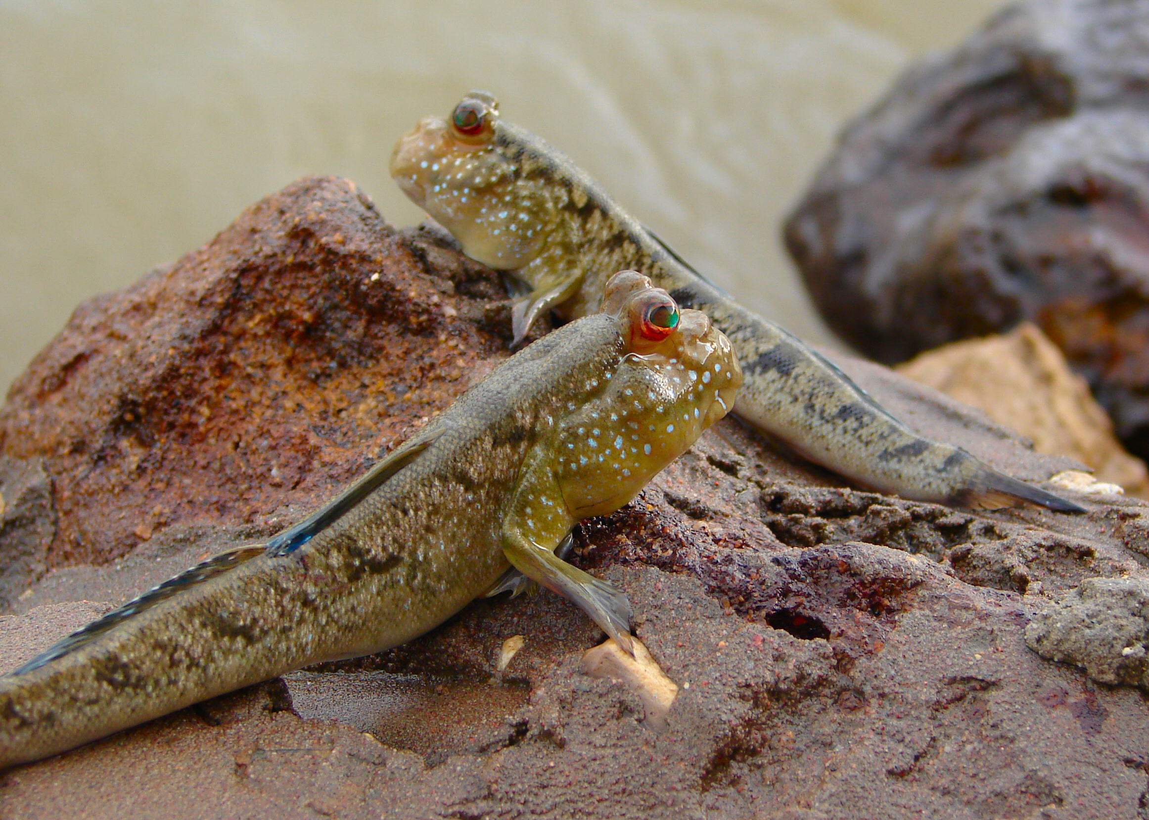 Mudskipper wallpaper