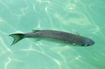 Mullet on the surface