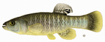 Mummichog