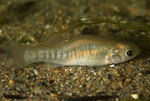 Mummichog swims on the bottom