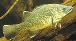 Murray cod in aquarium