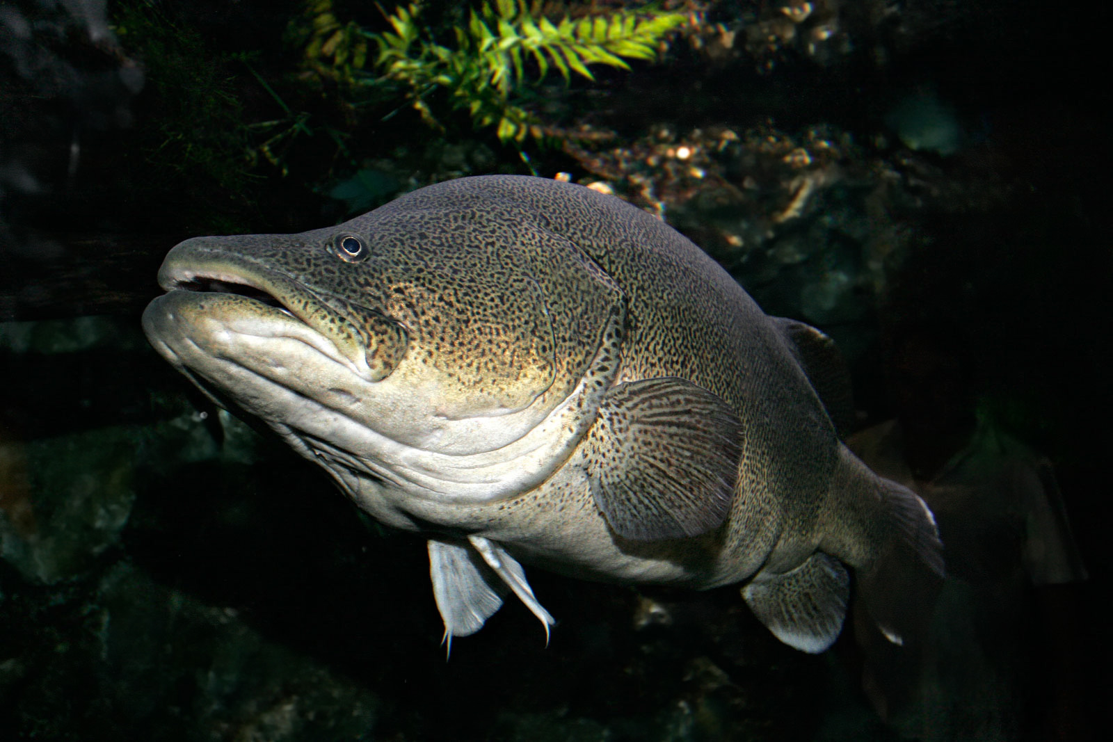 Murray cod wallpaper