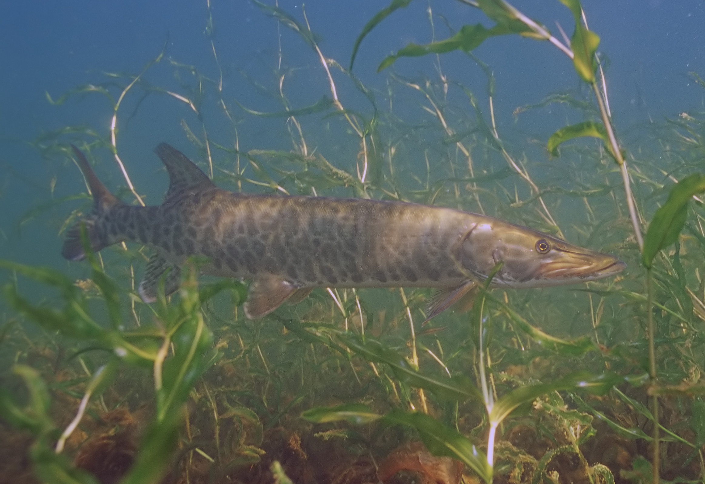 Muskellunge wallpaper