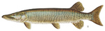 Muskellunge