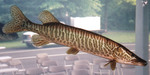 Muskellunge swims