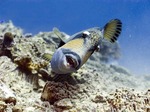 Mustache triggerfish in the rocks