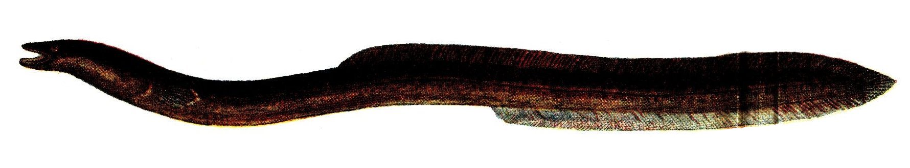 Mustard eel wallpaper