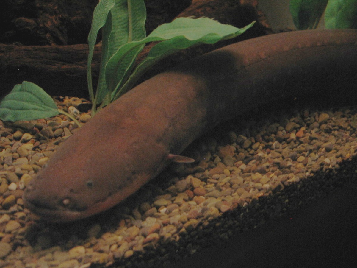 Naked-back knifefish wallpaper