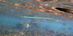 Needlefish swims